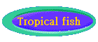 Tropical fish