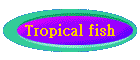Tropical fish